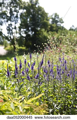 Stock Photography - Flowers growing in garden. Fotosearch