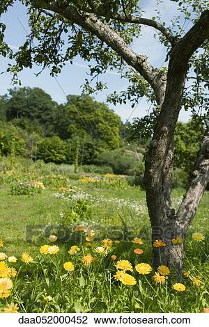 Stock Image - Flowers growing in meadow. Fotosearch