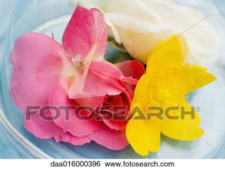 Stock Photograph - Flowers in domed tray. Fotosearch
