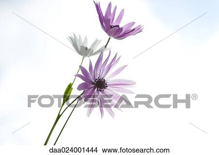 Flowers, sky in background View Large Photo Image Picture - Flowers, sky in background. Fotosearch