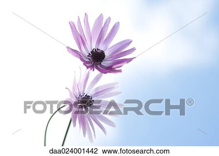 Flowers, sky in background View Large Photo Image Stock Image - Flowers, sky in background. Fotosearch
