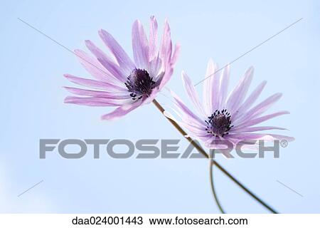 Flowers, sky in background View Large Photo Image Stock Image - Flowers, sky in background. Fotosearch