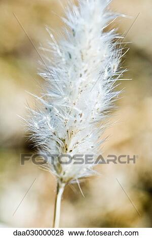 Fluffy seed head of Hare's Tail plant (Lagurus ovatus), close-up View Large Photo Image Stock Photo - Fluffy seed head of Hare's Tail plant (Lagurus ovatus), close-up. Fotosearch
