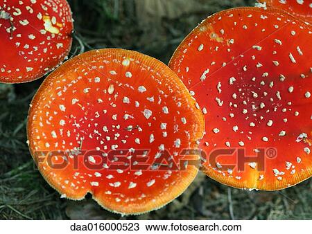 Fly agaric mushrooms View Large Photo Image Stock Image - Fly agaric mushrooms. Fotosearch