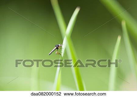 Fly on leaf View Large Photo Image Stock Image - Fly on leaf. Fotosearch