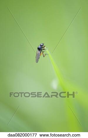 Fly on leaf View Large Photo Image Stock Photo - Fly on leaf. Fotosearch