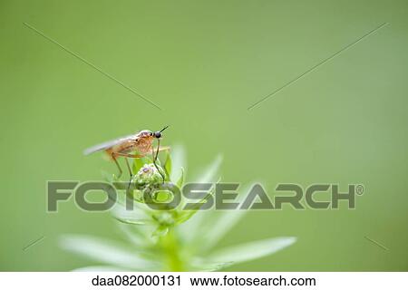Stock Image - Fly perching on plant. Fotosearch