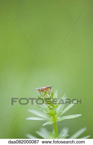 Fly perching on plant View Large Photo Image Stock Photo - Fly perching on plant. Fotosearch