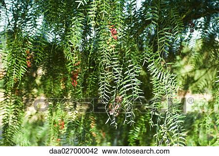 Foliage and red berries View Large Photo Image Stock Image - Foliage and red berries. Fotosearch