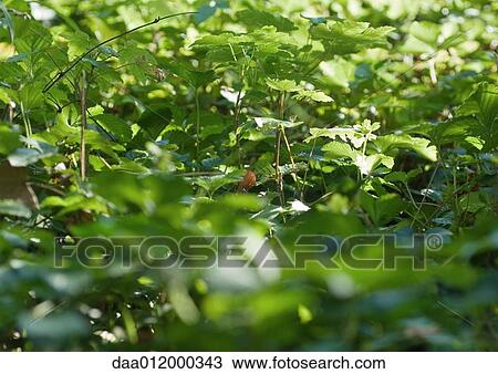 Foliage View Large Photo Image Stock Image - Foliage. Fotosearch