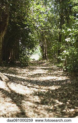 Footpath in woods View Large Photo Image Stock Photo - Footpath in woods. Fotosearch