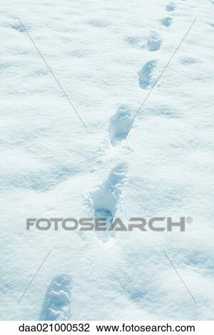 Footprints in snow View Large Photo Image Stock Image - Footprints in snow. Fotosearch