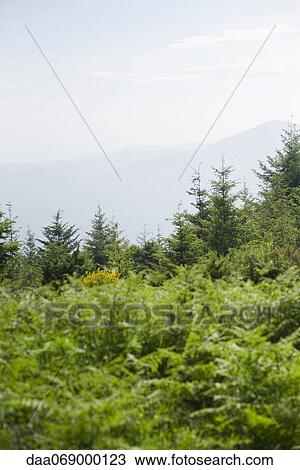 Stock Image - Forest and mountain range. Fotosearch