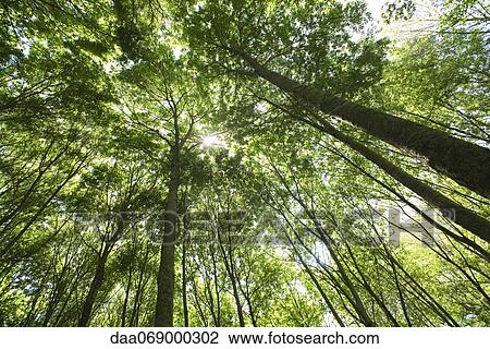 Forest canopy, low angle view View Large Photo Image Stock Image - Forest canopy, low angle view. Fotosearch
