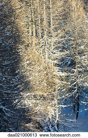 Forest in snow View Large Photo Image Stock Image - Forest in snow. Fotosearch