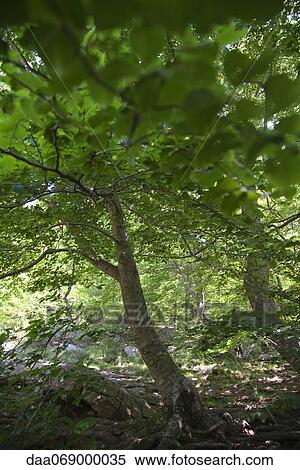 Stock Photography - Forest. Fotosearch