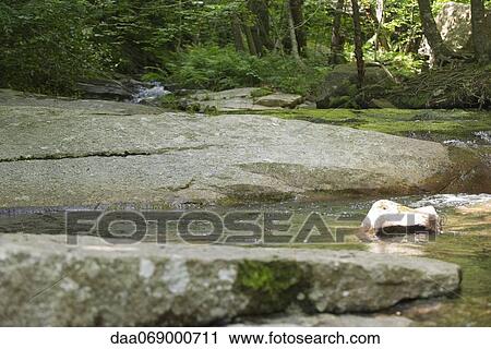 Forest stream, close-up View Large Photo Image Stock Image - Forest stream, close-up. Fotosearch