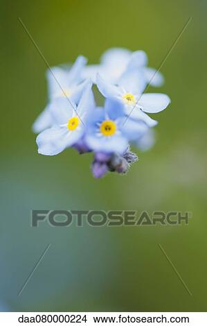Forget-me-not flowers View Large Photo Image Picture - Forget-me-not flowers. Fotosearch