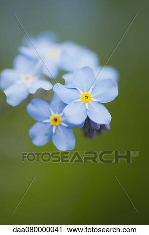 Forget-me-not flowers View Large Photo Image Stock Image - Forget-me-not flowers. Fotosearch