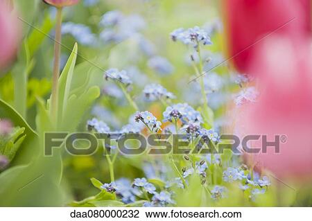 Forget-me-not flowers View Large Photo Image Stock Image - Forget-me-not flowers. Fotosearch