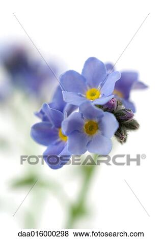 Forget-me-nots, close-up View Large Photo Image Stock Photo - Forget-me-nots, close-up. Fotosearch