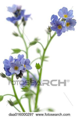 Forget-me-nots View Large Photo Image Stock Photo - Forget-me-nots. Fotosearch