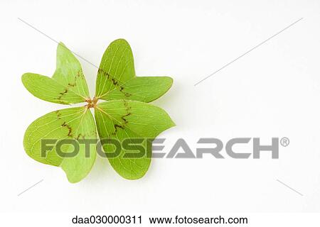 Stock Image - Four-leaf clover, close-up. Fotosearch