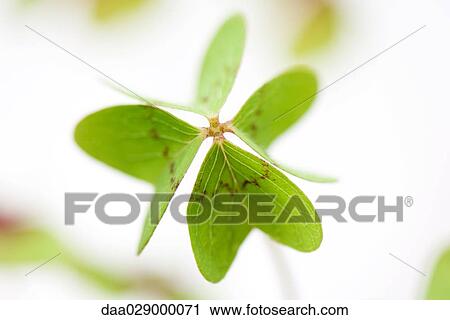 Stock Image - Four leaf clover. Fotosearch