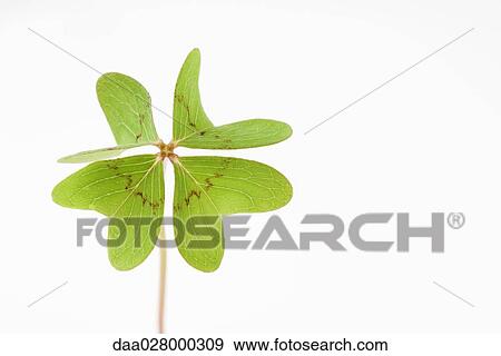 Stock Photo - Four leaf clover. Fotosearch