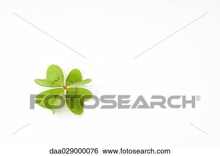 Stock Photograph - Four leaf clover. Fotosearch