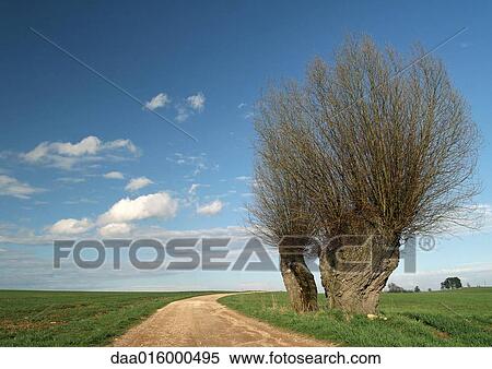 France, Jura region, bare willow tree and dirt road View Large Photo Image Stock Photography - France, Jura region, bare willow tree and dirt road. Fotosearch