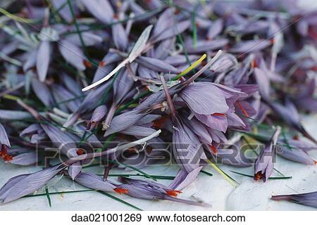 Stock Photo - Fresh crocus flowers. Fotosearch