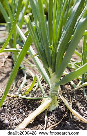 Fresh garlic growing in garden View Large Photo Image Stock Photo - Fresh garlic growing in garden. Fotosearch