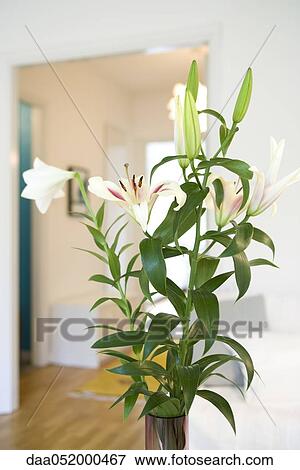 Stock Photo - Fresh lilies arranged in vase. Fotosearch