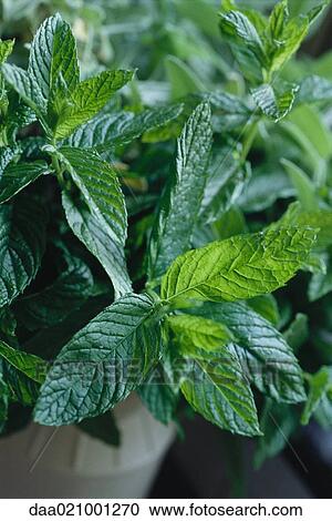 Fresh mint View Large Photo Image Stock Image - Fresh mint. Fotosearch