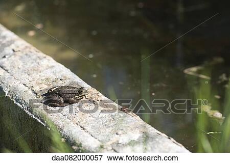 Frog and firebug View Large Photo Image Stock Photo - Frog and firebug. Fotosearch