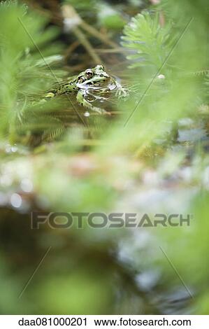 Frog half submerged in pond View Large Photo Image Stock Image - Frog half submerged in pond. Fotosearch