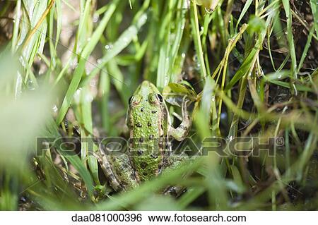 Frog on wet grass View Large Photo Image Stock Photograph - Frog on wet grass. Fotosearch