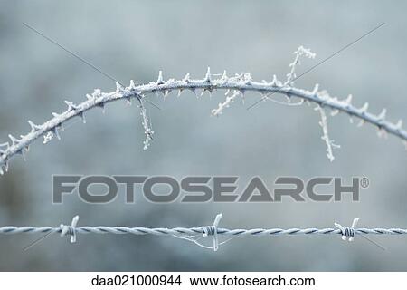 Frost covered barbed wire and thorny branch View Large Photo Image Picture - Frost covered barbed wire and thorny branch. Fotosearch