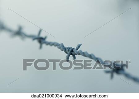 Frost covered barbed wire View Large Photo Image Picture - Frost covered barbed wire. Fotosearch