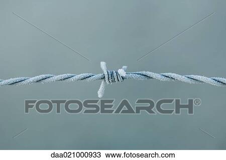 Frost covered barbed wire View Large Photo Image Stock Image - Frost covered barbed wire. Fotosearch