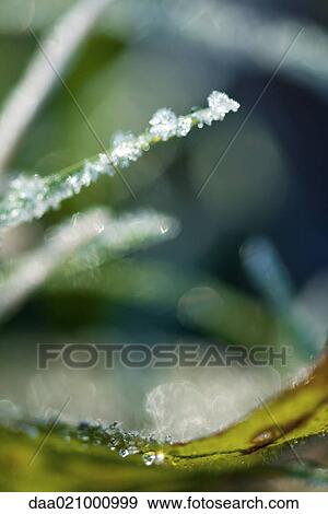 Stock Photo - Frost covered blade of grass. Fotosearch