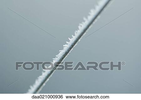 Stock Photograph - Frost covered blade of grass. Fotosearch