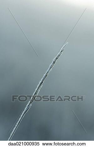 Stock Photography - Frost covered blade of grass. Fotosearch