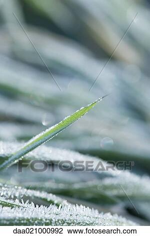 Frost covered blades of grass, extreme close-up View Large Photo Image Stock Image - Frost covered blades of grass, extreme close-up. Fotosearch