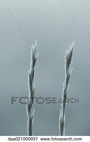 Frost covered blades of grass View Large Photo Image Stock Photo - Frost covered blades of grass. Fotosearch