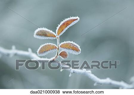 Frost covered branch View Large Photo Image Stock Photo - Frost covered branch. Fotosearch