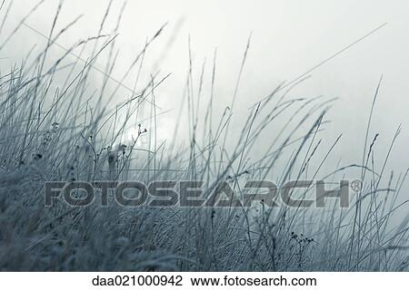 Frost covered grasses View Large Photo Image Stock Image - Frost covered grasses. Fotosearch