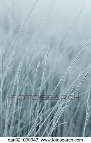 Frost covered grasses View Large Photo Image Stock Photo - Frost covered grasses. Fotosearch