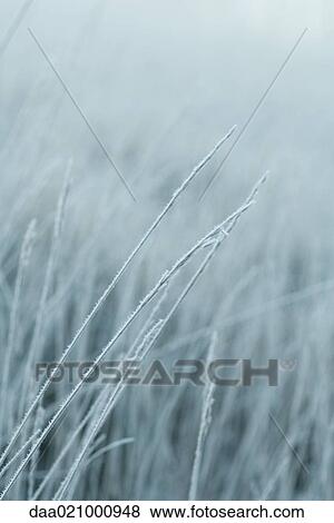 Frost covered grasses View Large Photo Image Stock Photo - Frost covered grasses. Fotosearch